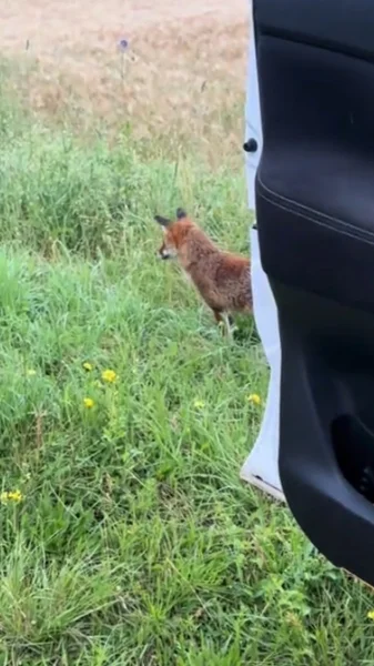 renard portiere