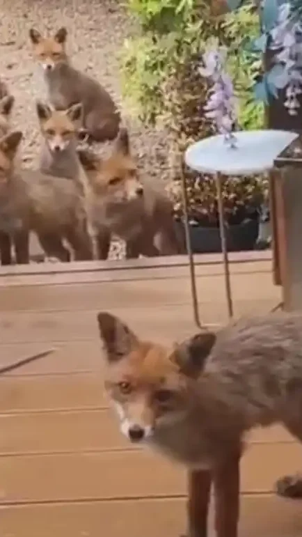 renardeaux