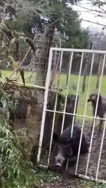 sanglier coincé dans une barrière