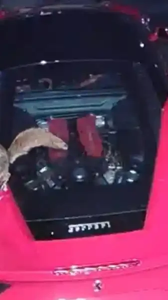 un renard défèque sur une Ferrari