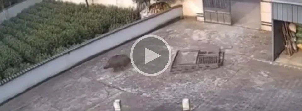 [Vidéo] Sanglier vs portail, une rencontre explosive