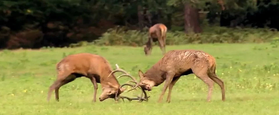 Le brame du cerf à Chambord