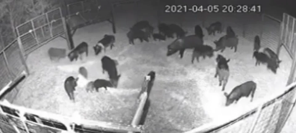 [Vidéo] Piégeage de sangliers aux USA