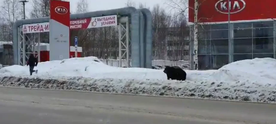 [Vidéo] Un ours prend un homme en chasse et percute un bus