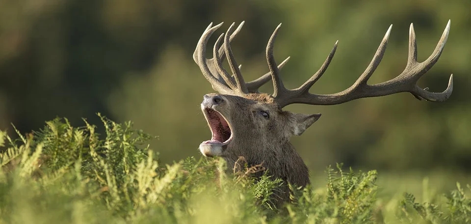 L'homme est mort suite au choc avec le cerf