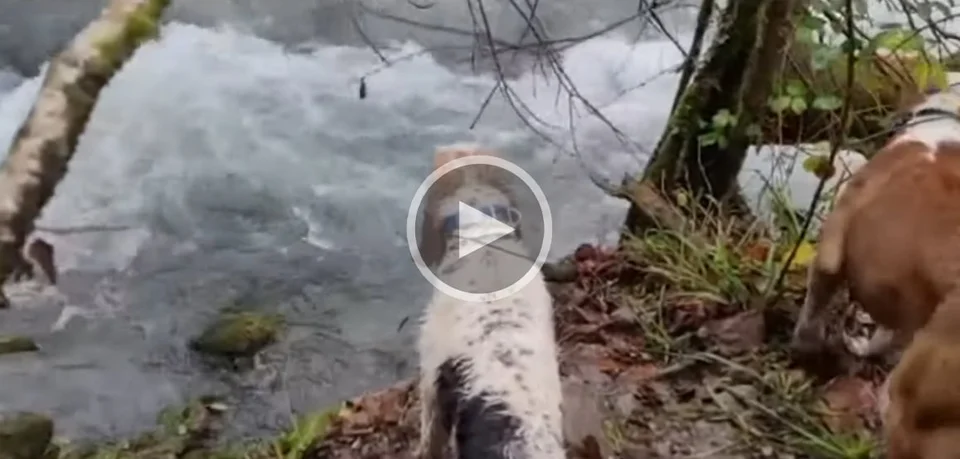 [Vidéo] Un sanglier caché dans le lit d’un cours d’eau !