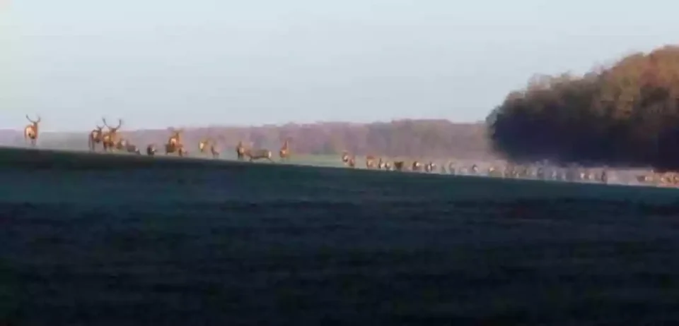 [Vidéo] Il croise une énorme harde de cervidés pendant son footing