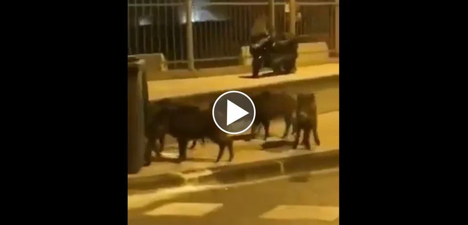Vidéo : des sangliers en plein Marseille