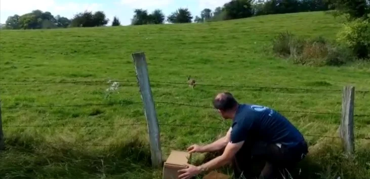 [Vidéo] Un lièvre capturé puis relâché dans le cadre du Projet lièvre de la FDC du Doubs.