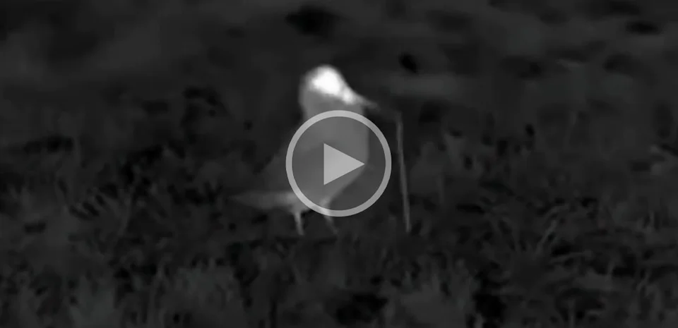 [Vidéo] Observation d’une bécasse en vision nocturne