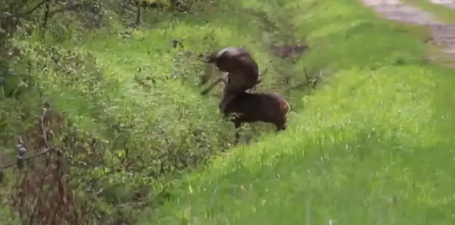 [Vidéo] Un combat de brocard acharné