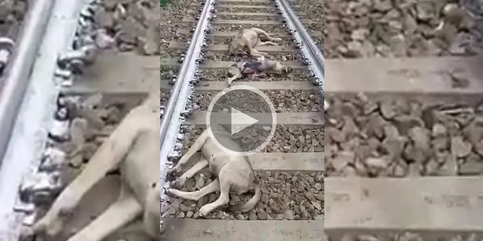 [Vidéo] Cinq loups retrouvés morts sur une voie ferrée à moins de 150km de Nice