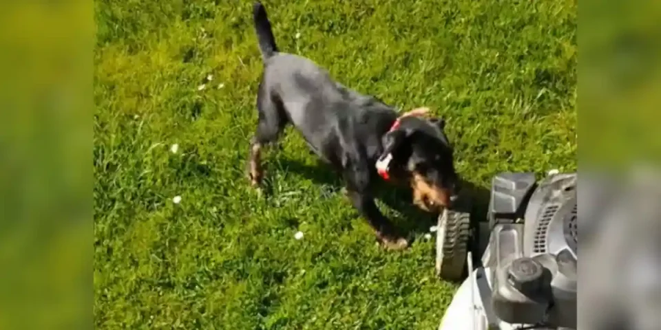 Jagd vs tondeuse