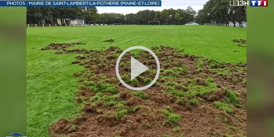 [Vidéo] Une commune interdit les sangliers sur son terrain de foot et passe au JT de TF1