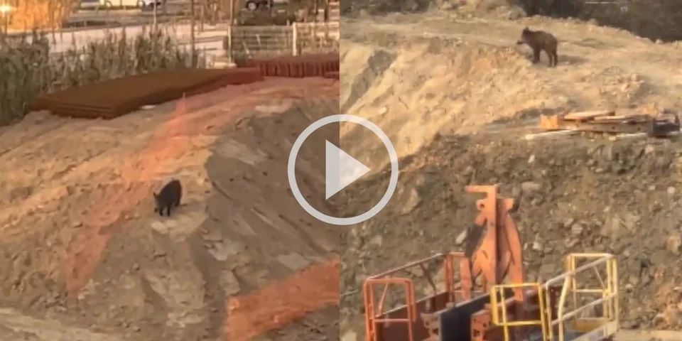 [Vidéo] Un sanglier observé sur un chantier à Marseille