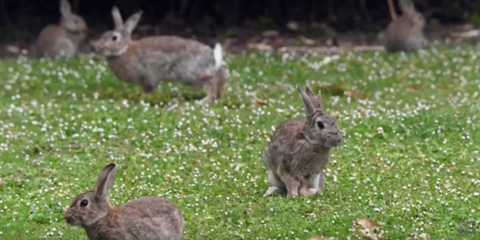 [Vidéo] Un village de pêcheurs littéralement miné de lapins!