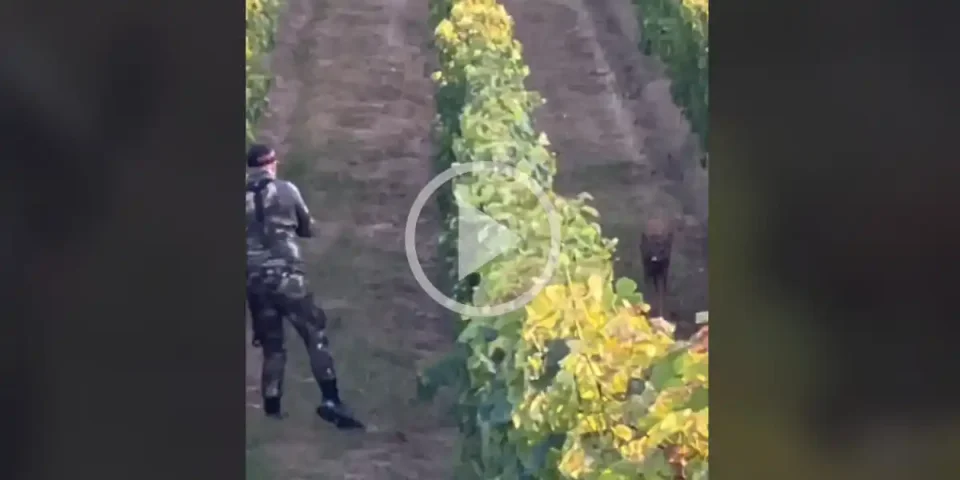 [Vidéo] Une approche à l’arc incroyable sur un brocard dans les vignes