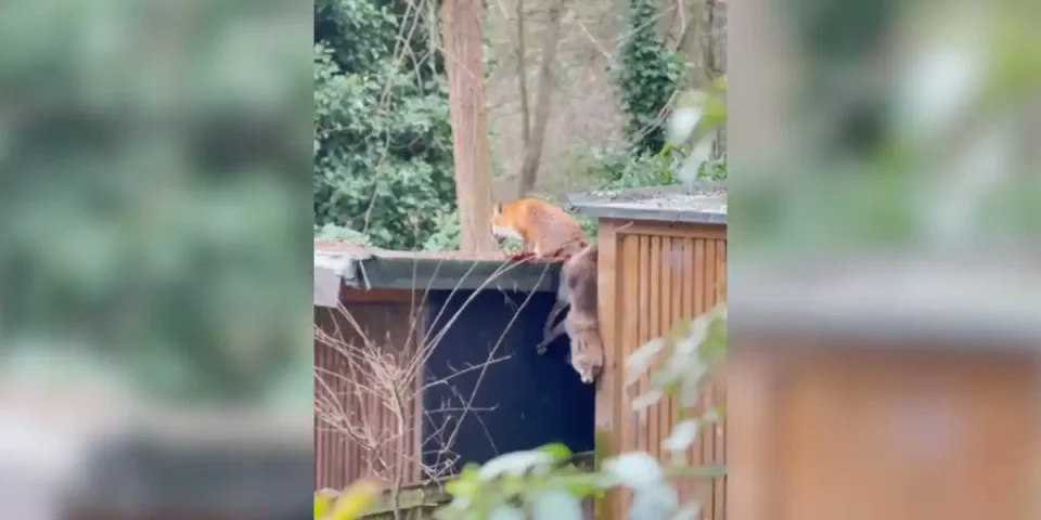 accouplement de renards en haut d'un mur