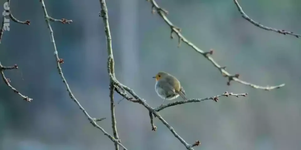 agriculture intensive et oiseaux