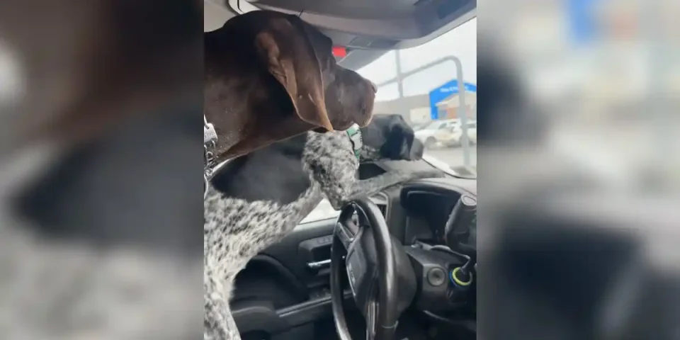 arret dans la voiture