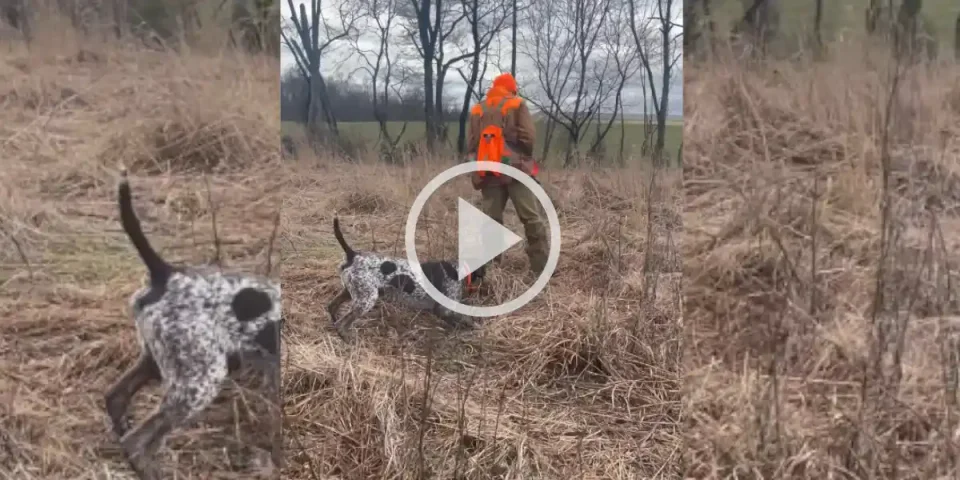 [Vidéo] L’arrêt imperturbable d’un braque allemand en pleine chasse