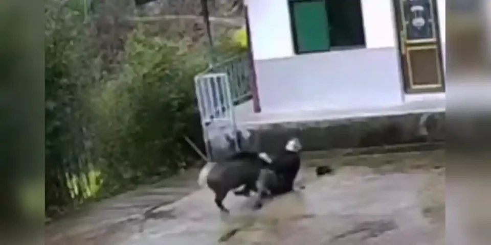 Attaque violente d'un sanglier