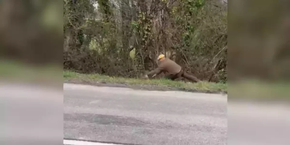 attraper un sanglier à mains nues