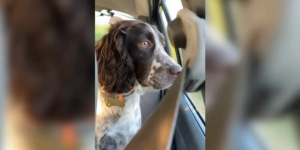 balade avec son chien
