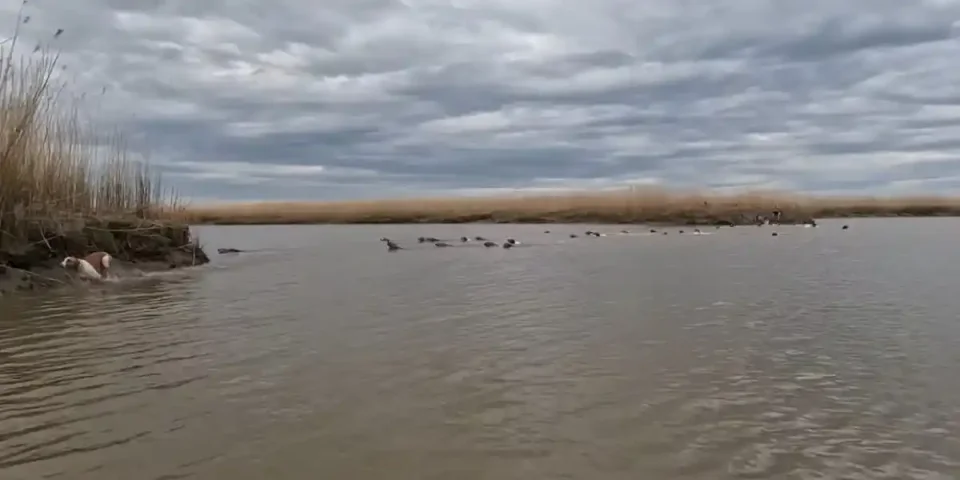 battue en bateau