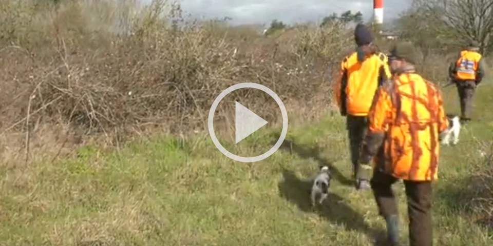 [Vidéo] Une battue organisée à Cayeux-sur-Mer pour prélever des sangliers