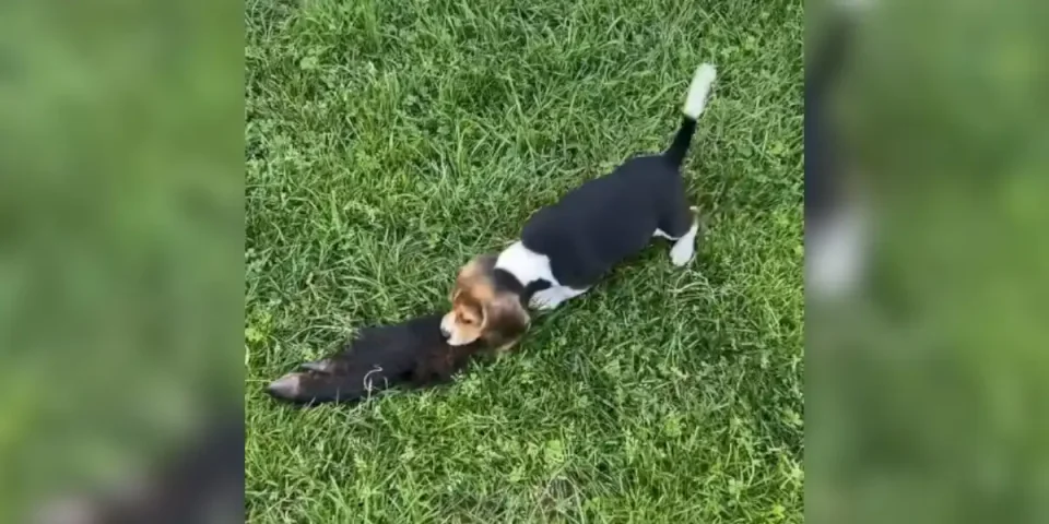 beagle vs patte de sanglier
