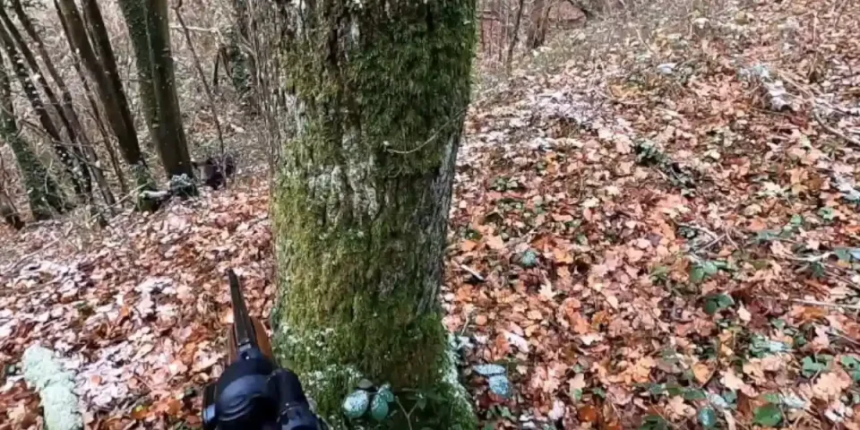 beau male de sanglier