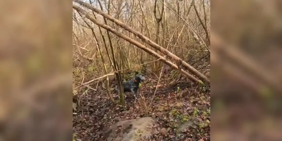 bécasse à l'arrêt du chien
