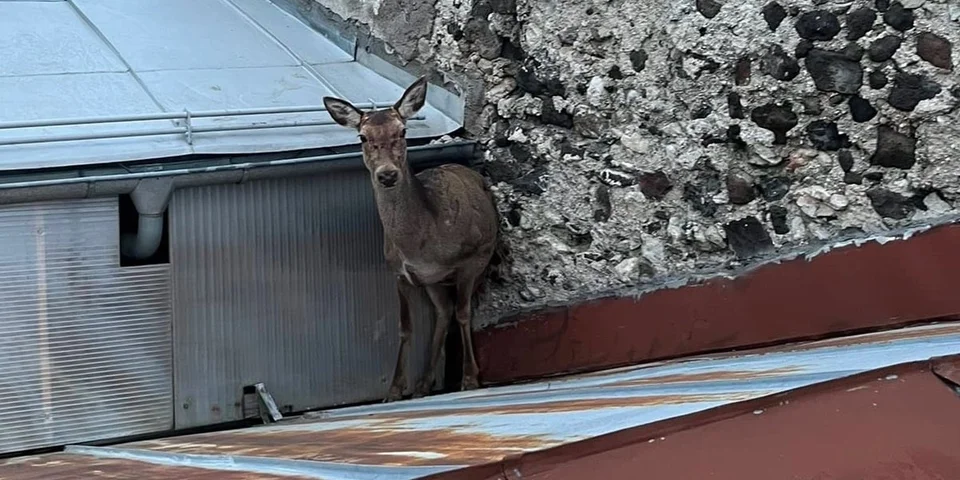 biche sur un toit