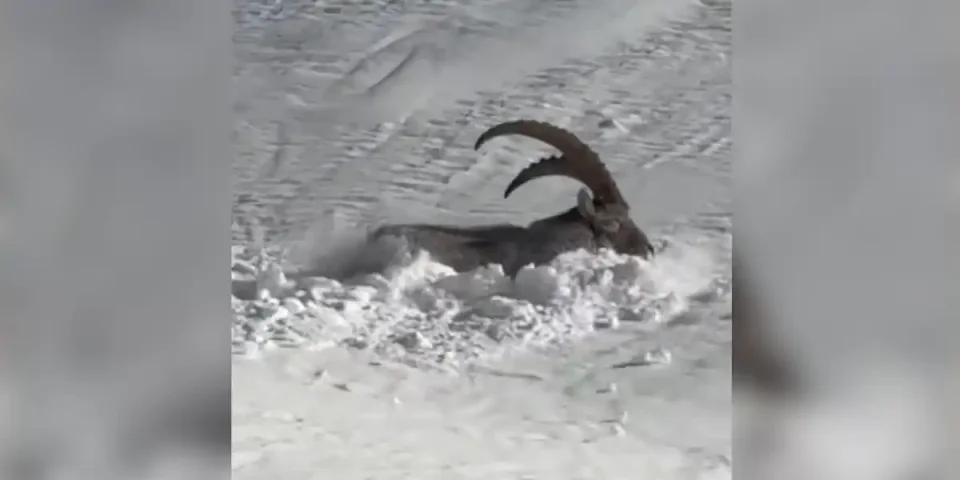 bouquetin dans la neige