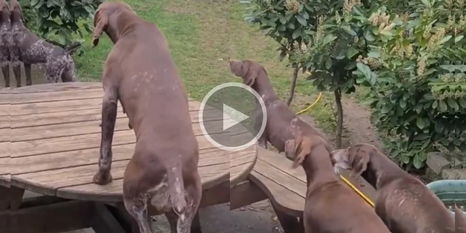 [Vidéo] Quand un pigeon se pose dans le jardin mais que tu as une équipe de Braques