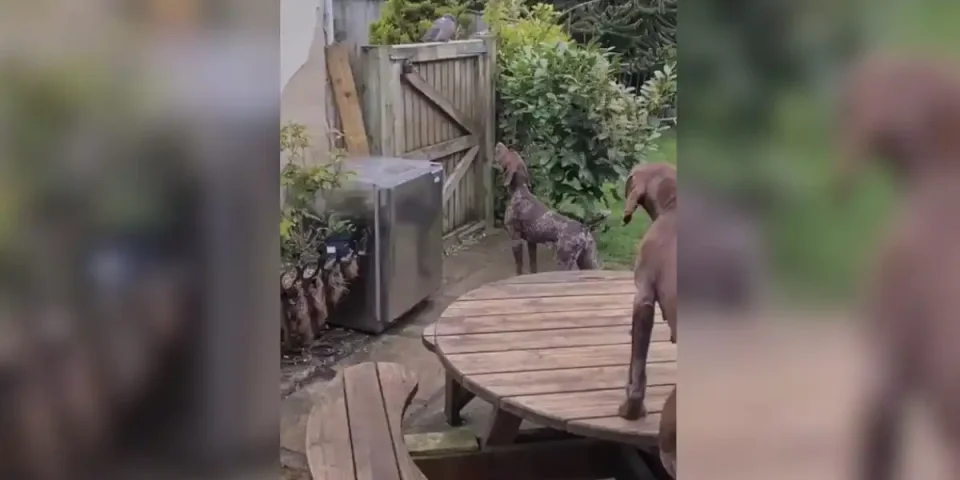 braques vs pigeon