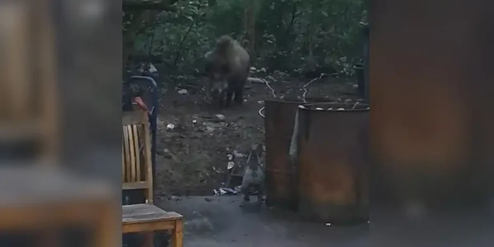bulldog vs sanglier