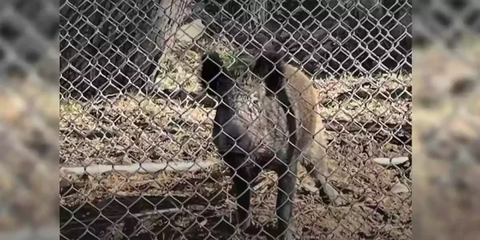 cages à sangliers au JT de France 2
