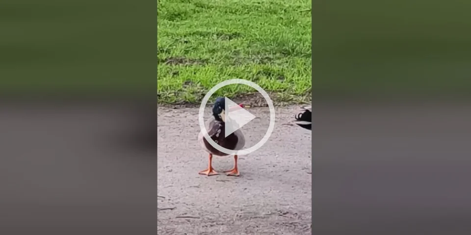 [Vidéo] Un canard avec un couteau planté dans le cou dans le Morbihan