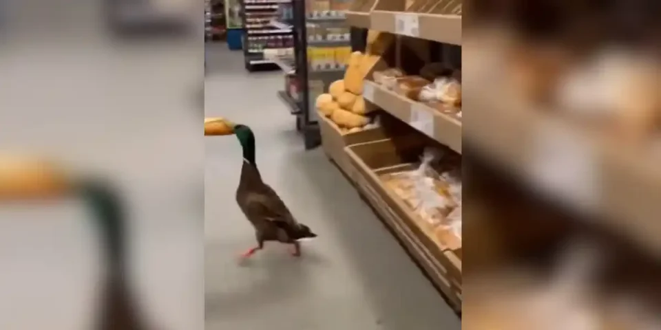 canard vole un pain