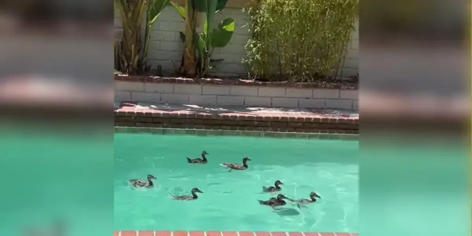 canards-dans-la-piscine