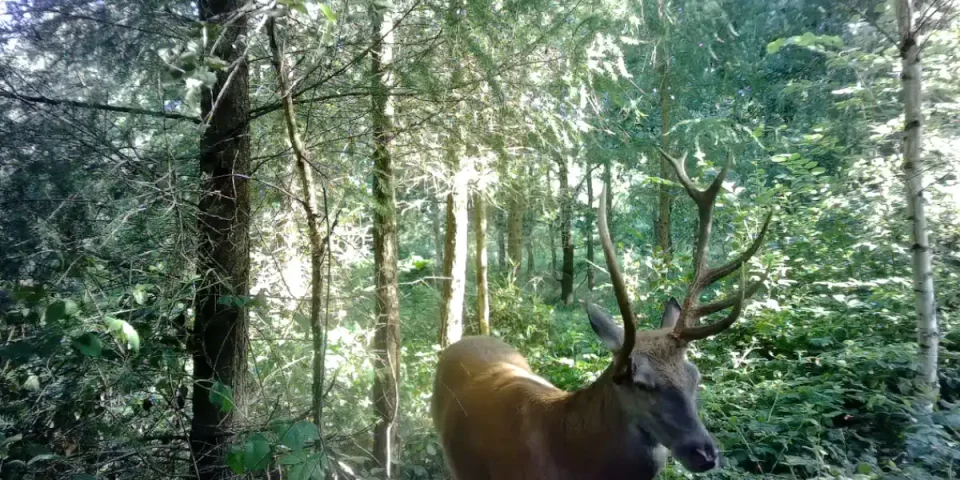 cerf à la coiffe étonnante