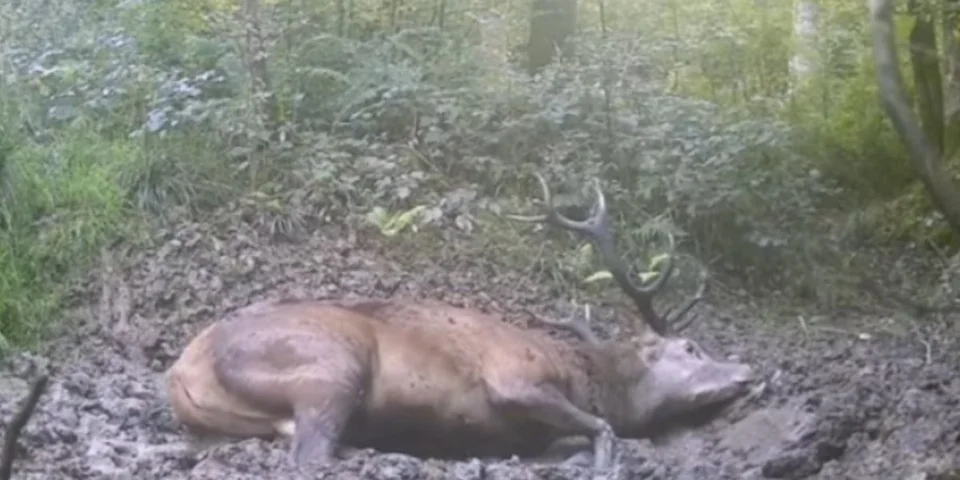 cerf bain de boue