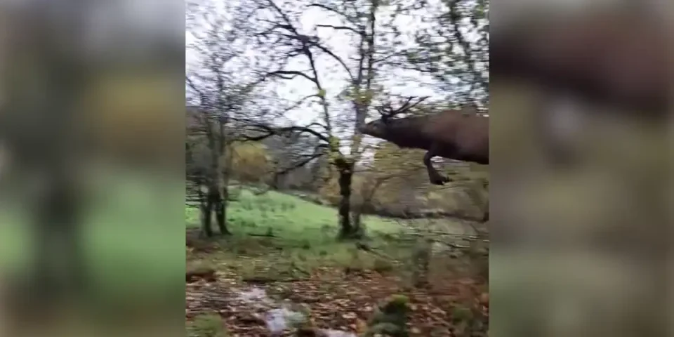 cerf-bondit