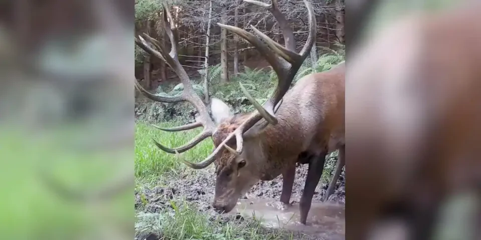 cerf boue