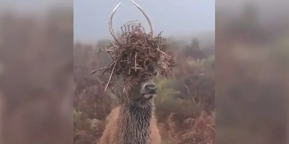 cerf coiffure ados