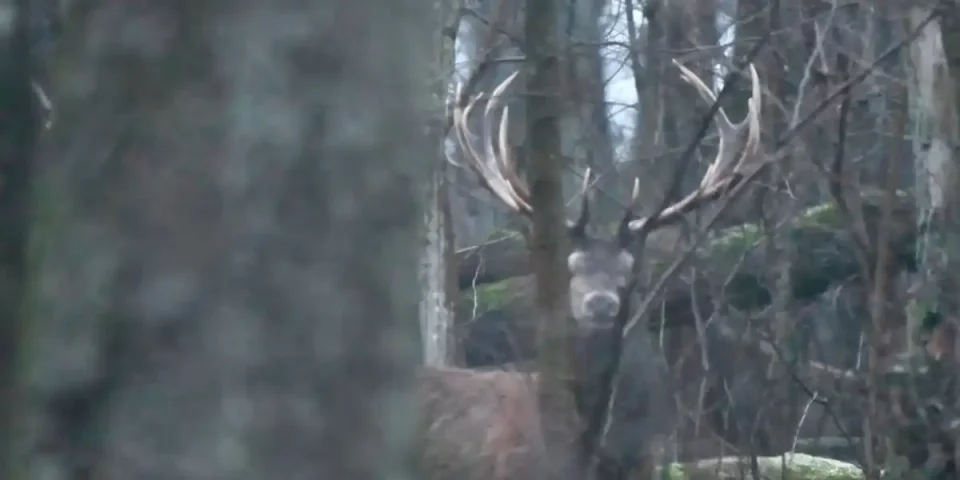 cerf croisé en foret