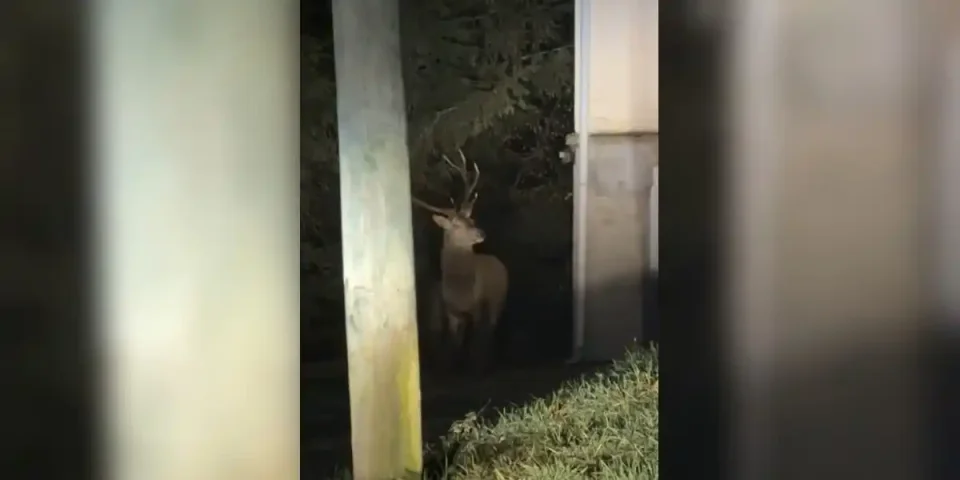 cerf dans la ville