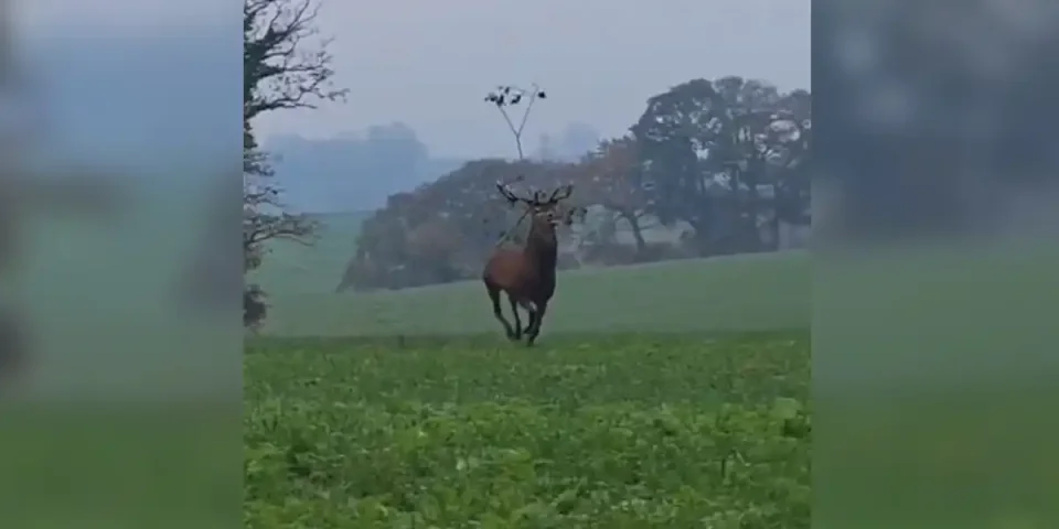cerf-feuillu